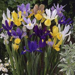 Very You Garden Dutch Iris Mixed Bulbs