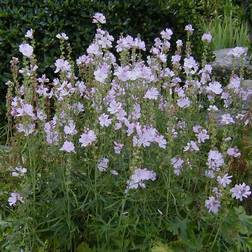 Silkekatost Elsie Heugh - Sidalcea hybrid Elsie