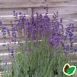 Lavendel Hidcote Blue Blomsterfrø