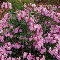 Kalmia polifolia 'Newfoundland' Kalmia