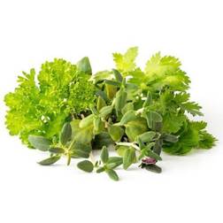 Click and Grow grill & bøf krydderi mix Plantenæring