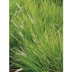 SESLERIA autumnalis Blåaks Blomsterfrø