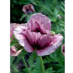Kæmpevalmue Patty's Plum Papaver orientale Grøntsagsfrø