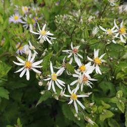 Skovasters - Aster divaricatus Blomsterfrø