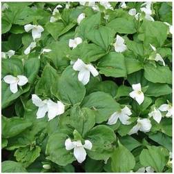 Treblad - Trillium grandiflorum Blomsterfrø