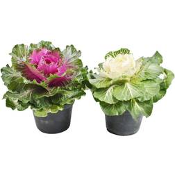 Silvan Brassica Oleracea Ø12cm Potteplante