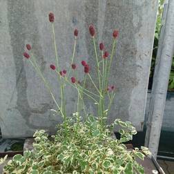 SANGUISORBA o.v. mic.'Little Angel' Kvæsurt, broget