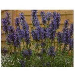 Aks-Katteurt - Nepeta nervosa Blomsterfrø