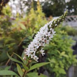 Hvid Fredløs - Lysimachia Blomsterfrø