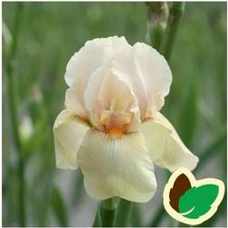 Iris germanica Nel Jape