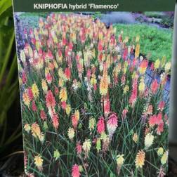 Raketblomst Flamenco - Kniphofia hybrid Flamenco Blomsterfrø