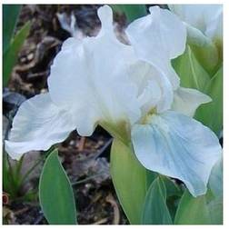 Dværgiris Lilly White Iris Lilly