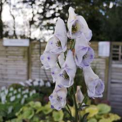 ACONITUM carmichelii 'Cloudy' - Stormhat Prydbusk