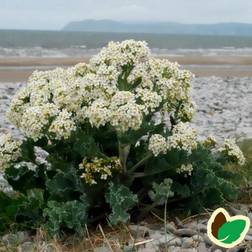 Strandkål - Crambe maritima Grøntsagsfrø