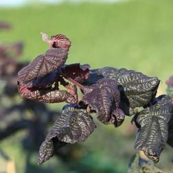 CORYLUS 'RED MAJESTIC' Rød troldhassel, 5