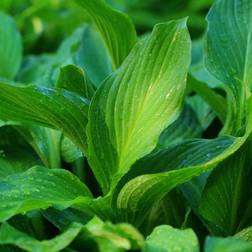 Hosta clausa Koreansk Funkia