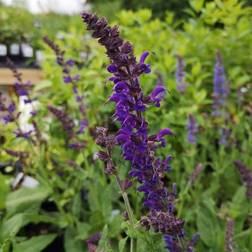 SALVIA nemorosa 'Mainacht' Salvie