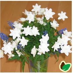 Skovanemone Bracteata Plena - Anemone nemorosa Bracteata Plena Blomsterfrø
