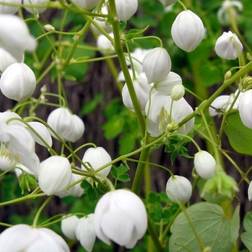 Violfrøstjerne Splendide White Thalictrum delavayi Splendide Blomsterfrø