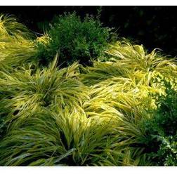 Japansk Skovgræs Aureola - Hakonechloa macra Plantekasse