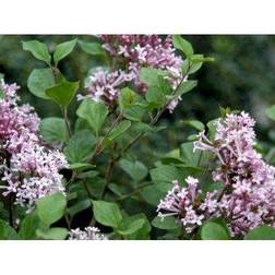 SYRINGA MEYERI 'PALIBIN' Dværgsyren, 5