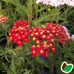 Røllike Paprika - Achillea millefolium Paprika