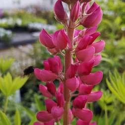 Lupin Gallery Red Shades - Lupinus polyphyllus Gallery