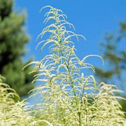 Fjerbusk - Aruncus dioicus Blomsterfrø