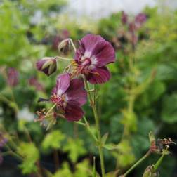 Storkenæb - Geranium phaeum Blomsterfrø