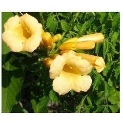 Trompetblomst Flava 40-60 cm. Campsis Prydbusk