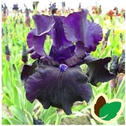 Iris germanica Black Dragon