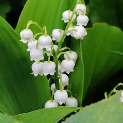 Liljekonval Bordeaux - Convallaria majalis Bordeaux