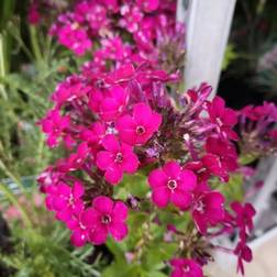 Host Høstfloks Early Cerise Phlox paniculata Blomsterfrø