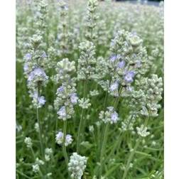 LAVANDULA ang. 'White Summer'