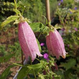 Klokkeblomst Rubriflora - Campanula punctata Rubriflora Blomsterfrø