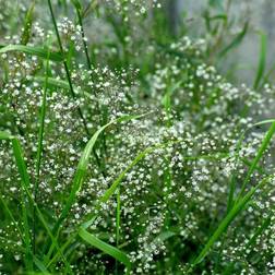 Brudeslør - Gypsophila paniculata Blomsterfrø