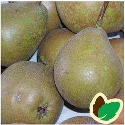 Pæretræ Gråpære Frugttræ & Bærbusk