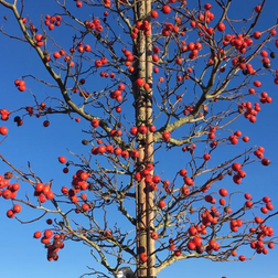 Glansbladet Tjørn - Crataegus lavellei