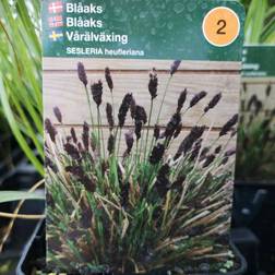 Blåaks - Sesleria heufleriana Blomsterfrø