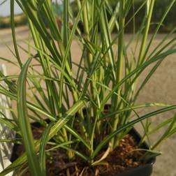 Elefantgræs Hermann Müssel Miscanthus sinensis Hermann Plantejord