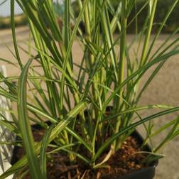 Elefantgræs Hermann Müssel Miscanthus sinensis Hermann