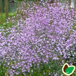 Violfrøstjerne Splendide - Thalictrum delavayi Splendide Blomsterfrø