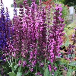 Salvie Deep Rose Salvia nemorosa Sensation Deep Rose Prydbusk