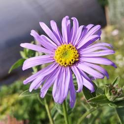 Asters Wunder von Stäfa Aster frikartii