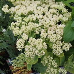 Kinesisk Sankthansurt Stardust Sedum Blomsterfrø