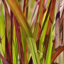 Japansk blodgræs 'Red Baron' Blomsterfrø