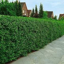 Omnia Garden VINTERGRÖN LIGUSTER 50-80CM