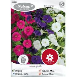 Nelson Garden Petunia, Picobella F1, mini, mix