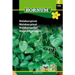 Hornum Malabarspinat C