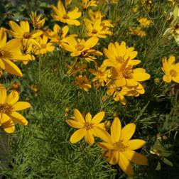 COREOPSIS verticillata 'Zagreb' Kransskønhedsøje